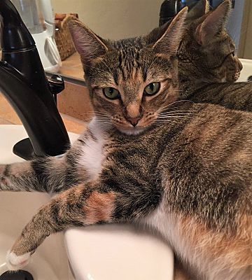 Adopt a friend: Rita